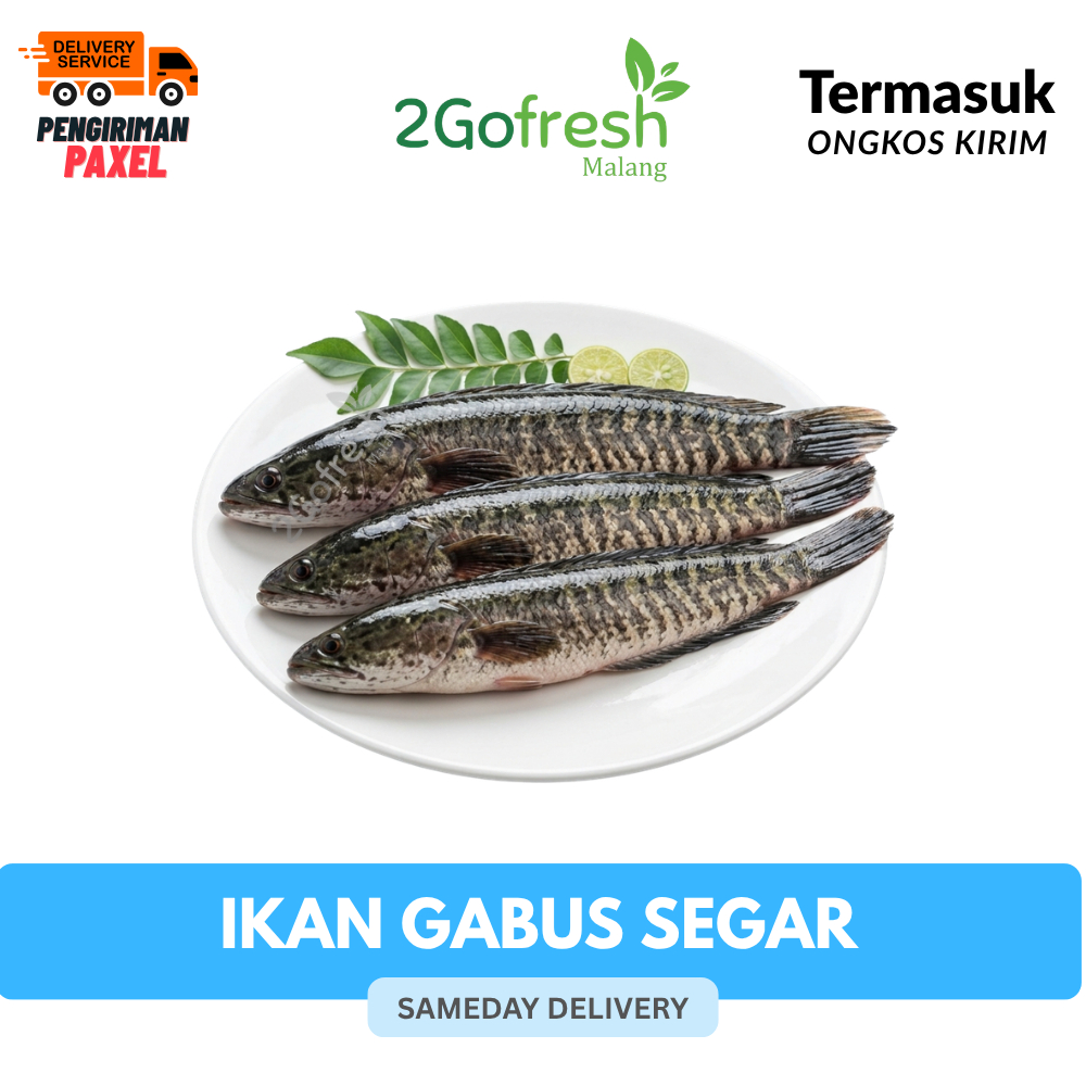 Ikan Gabus Fresh Kirim Seluruh Indonesia | Termasuk Ongkos Kirim - 2gofresh