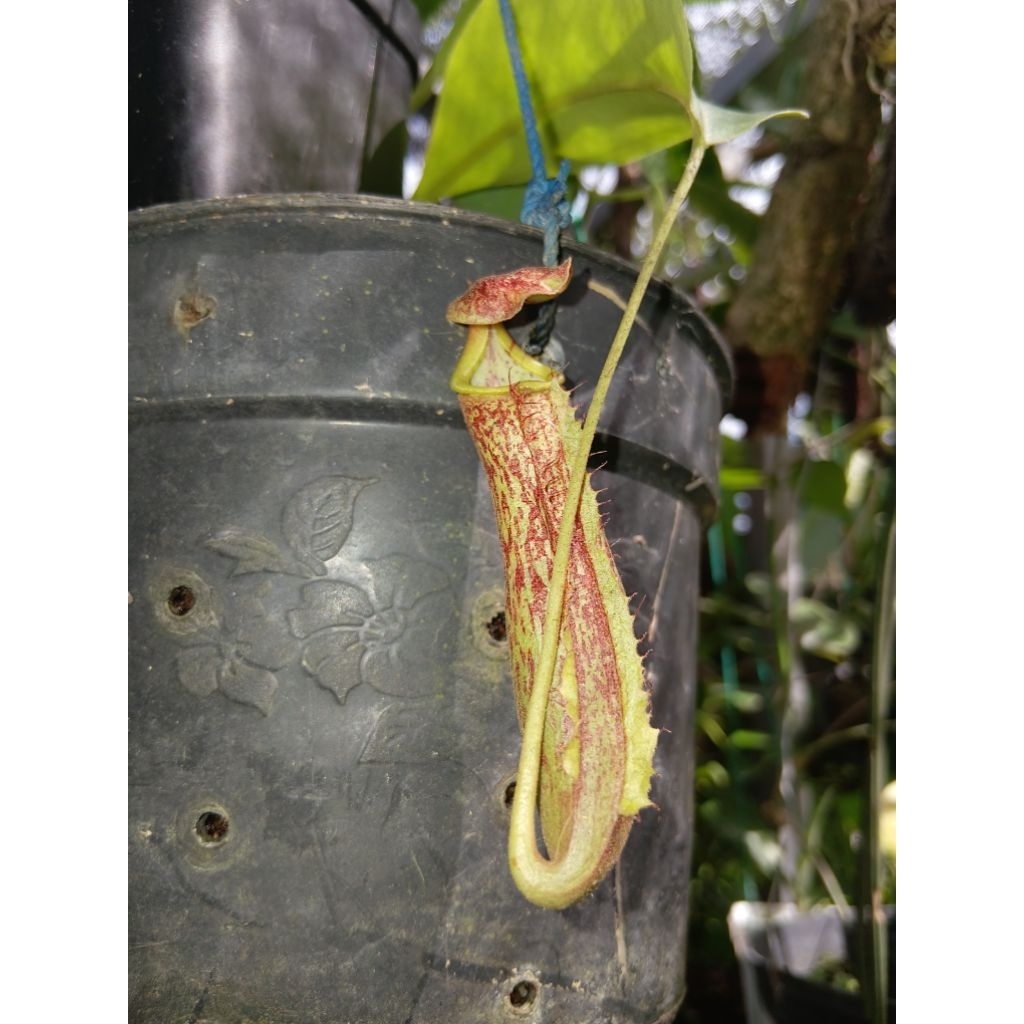 Nepenthes maxima