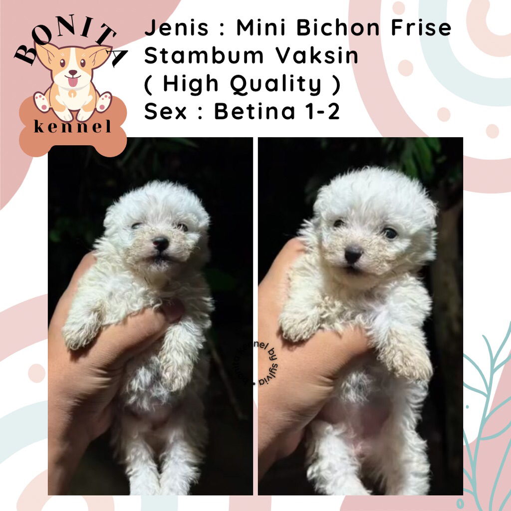 Mini Bichon Frise Stambum Jantan Betina Anak Anjing Bichon Korea