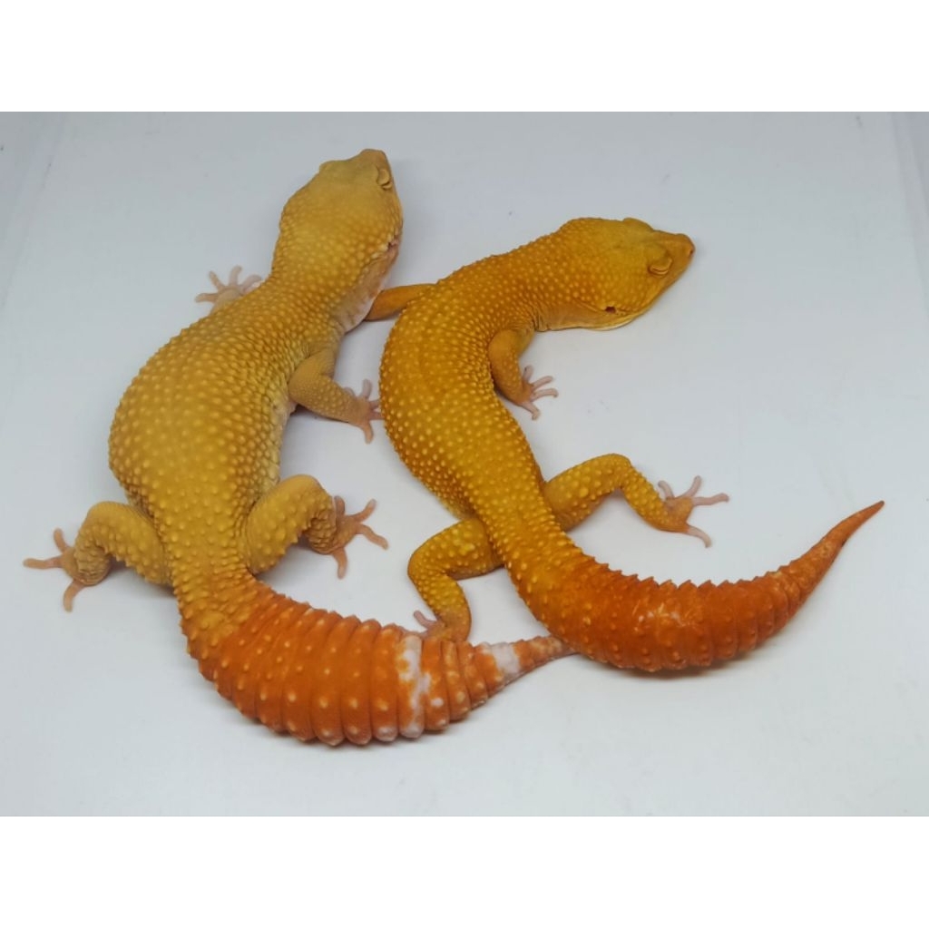 RANDOM GECKO LEOPARD DEWASA JUMBOAN