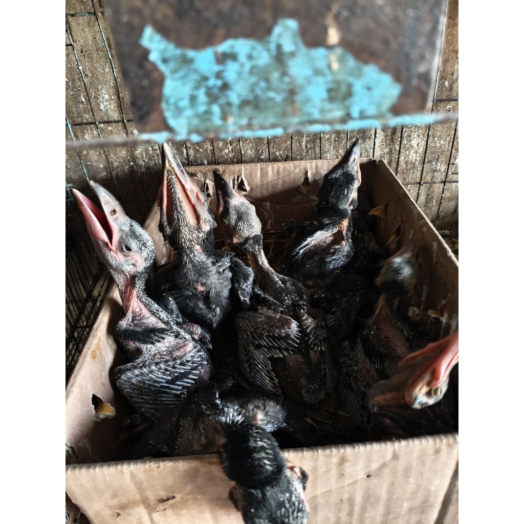 LOLOHAN BURUNG GAGAK GAOK/ENGKAK