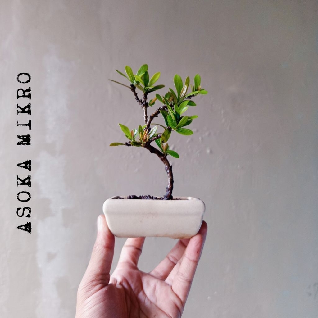 BONSAI ASOKA MIKRO DIKIRIM SESUAI FOTO