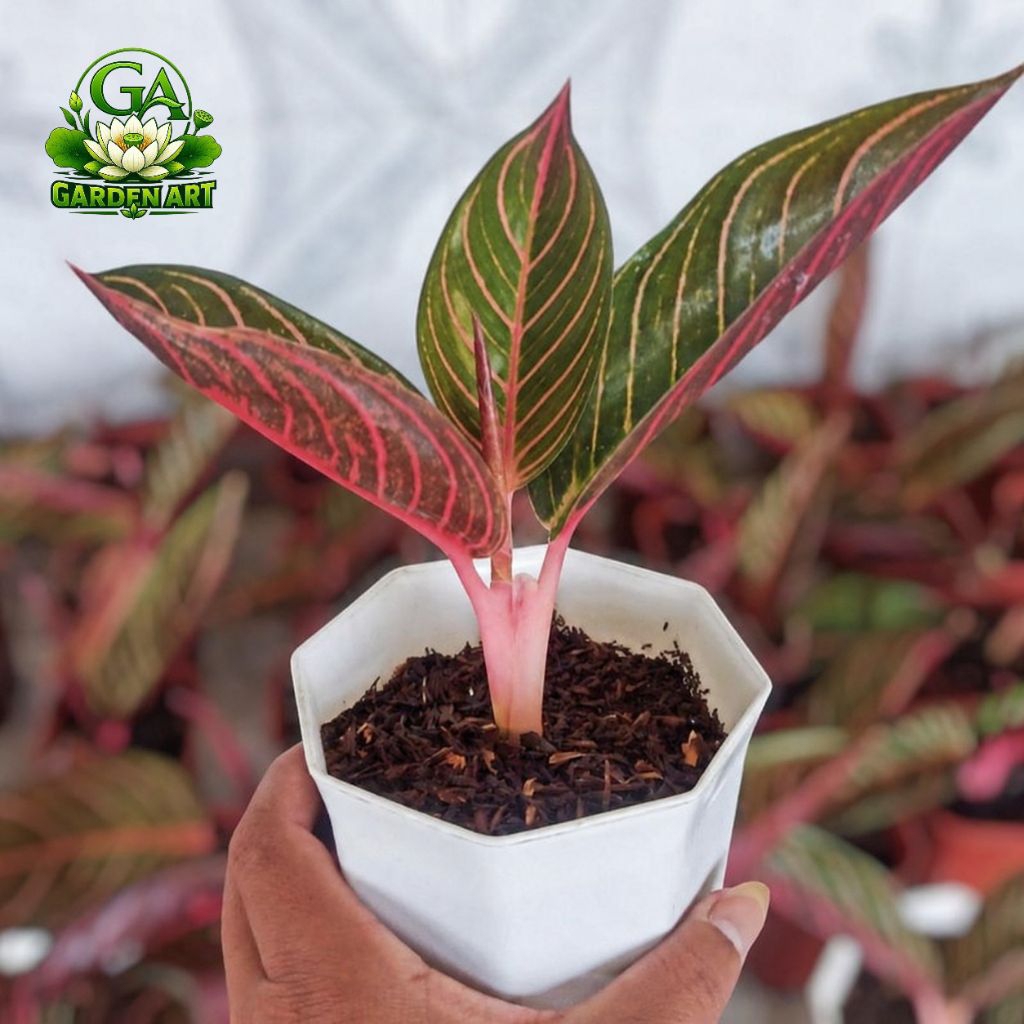 PROMO Baby Anakan Aglonema Red Sumatera - Aglonema Red Sumatera 3-5 Daun Termurah