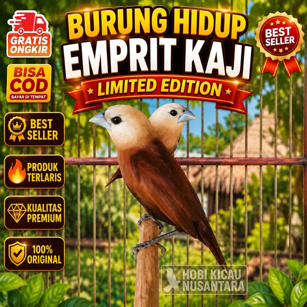 burung hidup Emprit Kaji - Burung Kaji - Bondol Kaji - Emprit Kepala Putih