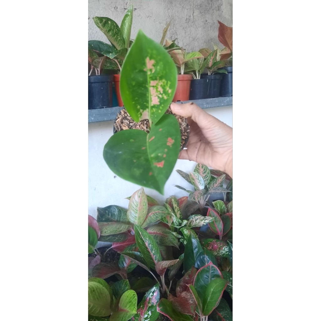 Aglonema Kochin Ebony Ekonomis