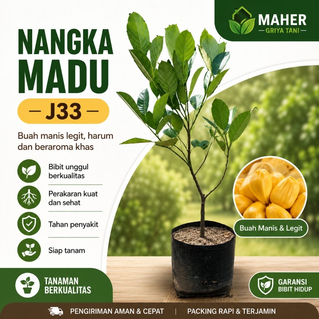bibit nangka madu j33 tinggi 50cm-65cm tanaman buah asli hasil okulasi super unggul tabulampot maher