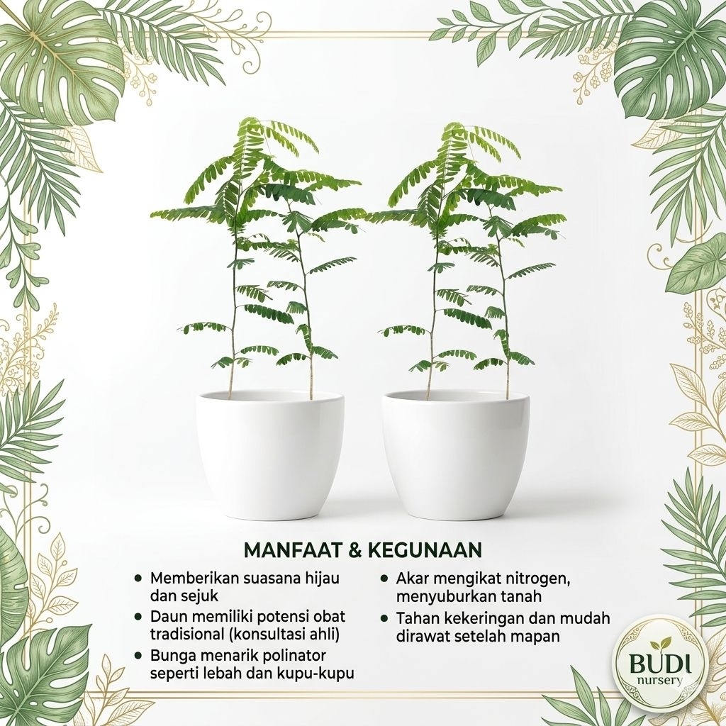 Bibit Tanaman Daun Saga Pohon Saga Rambat Hidup Herbal Obat Batuk Sariawan Alami Segar