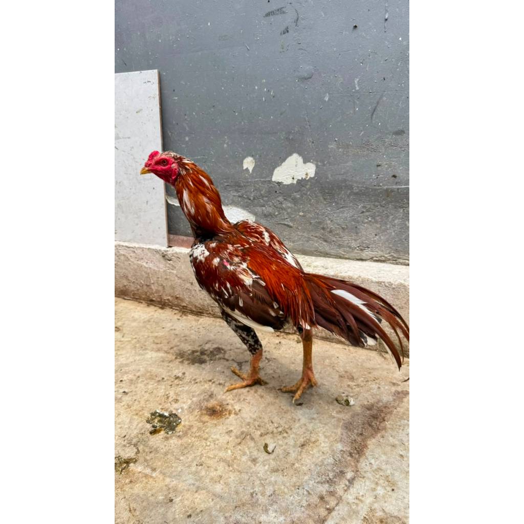 Ayam bangkok Asli hidup