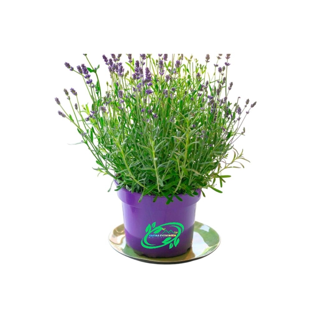tanaman hias lavender || tanaman lavender asli || tanaman herbal lavender || tanaman pengusir nyamuk