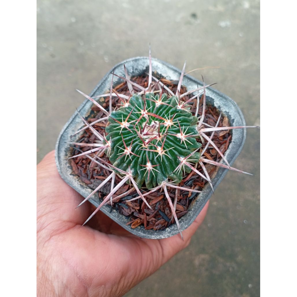 stenocactus ownroot duri merah