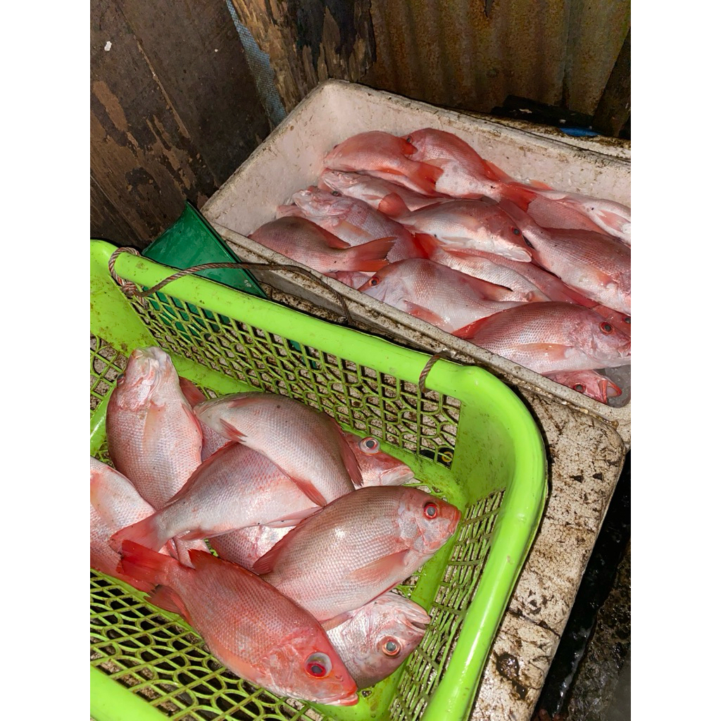 kakap Merah frozen segar