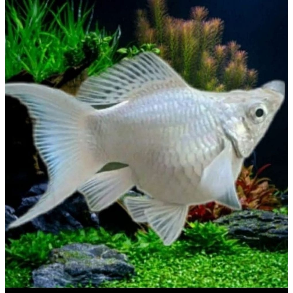 Ikan Molly Balon Platinum Cawang - Sepasang Indukan