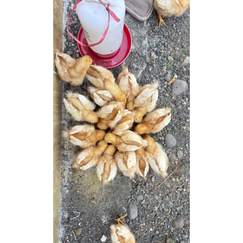 Doc Ayam Petelur Sudah Vaksin
