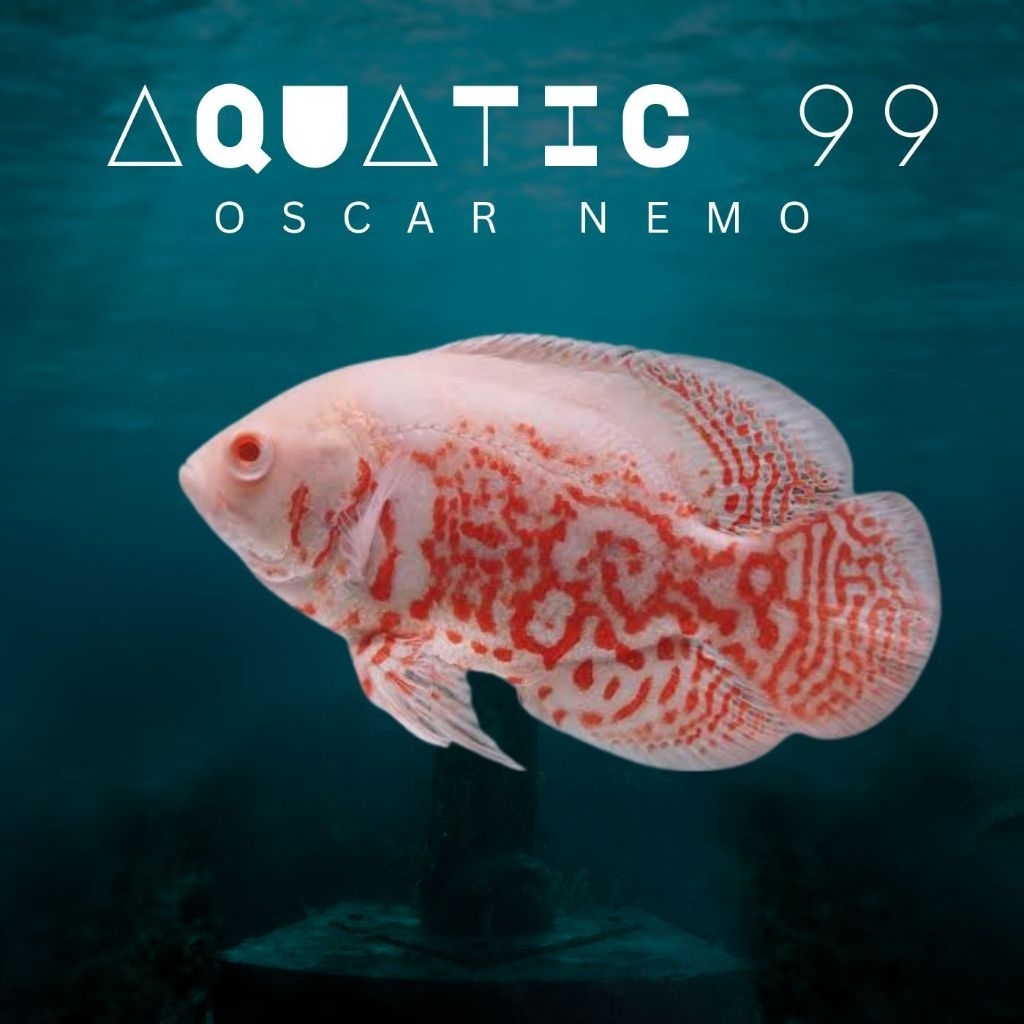 Oscar RedNemo 8-10cm