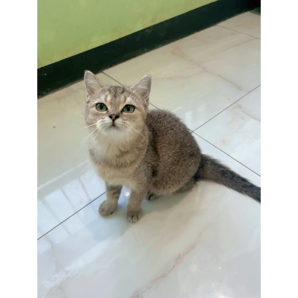 kucing BSH golden shaded vaksin jntan