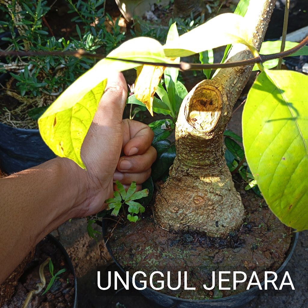 BONSAI MENTAOS BROGEL