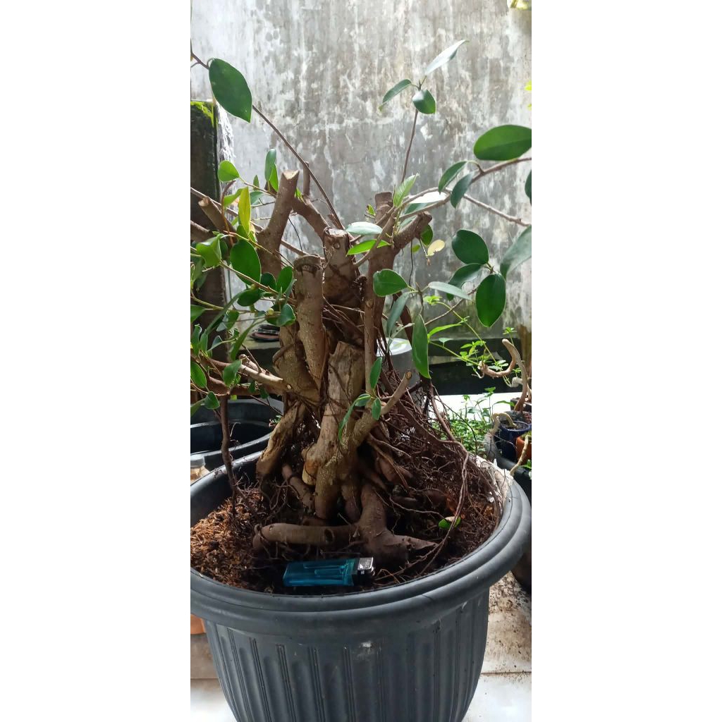 bahan bonsai beringin iprik pupus merah