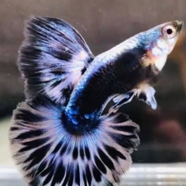 Hiasan Aquarium Guppy Blue Ivory
