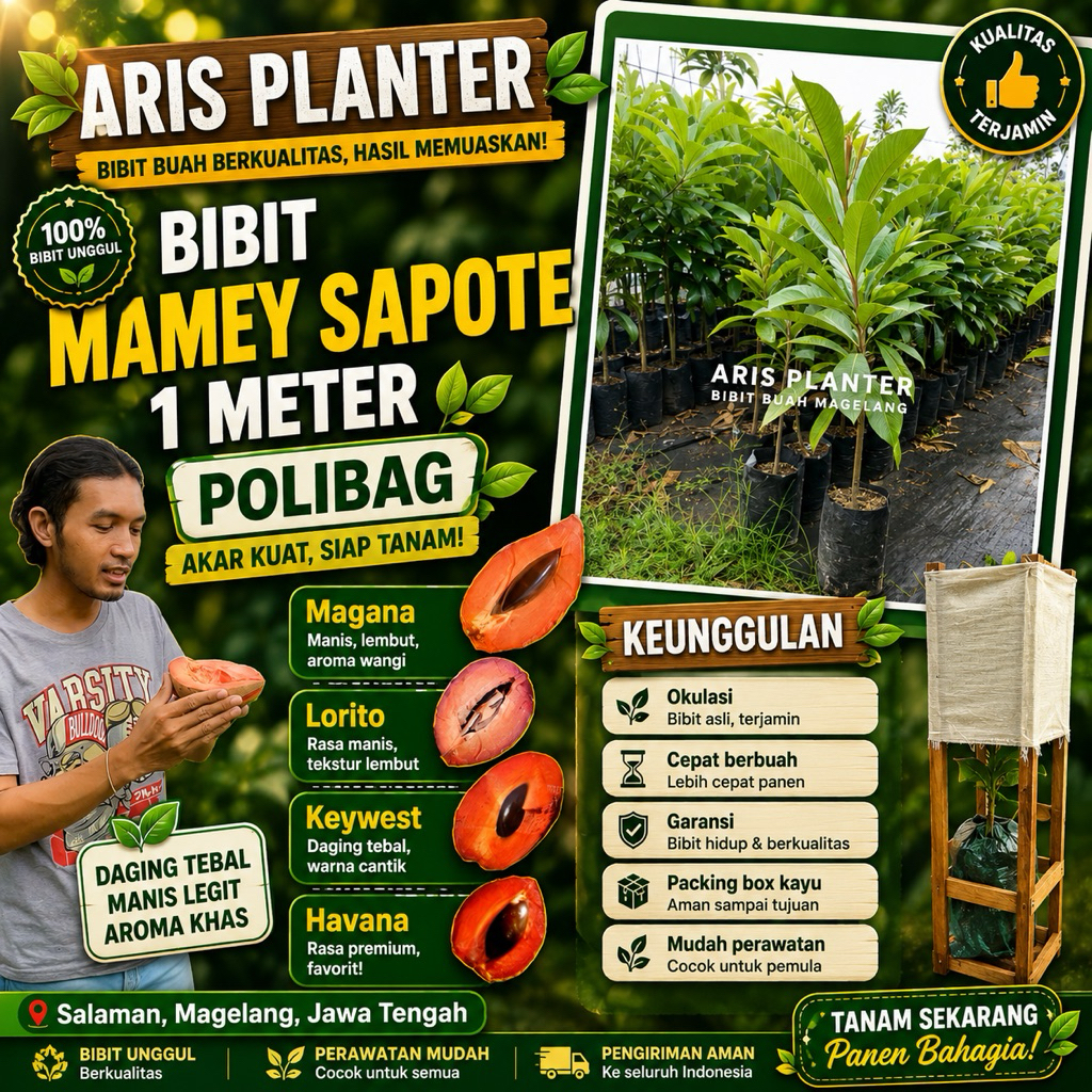 bibit MAMEY SAPOTE 1m | okulasi | cepat berbuah