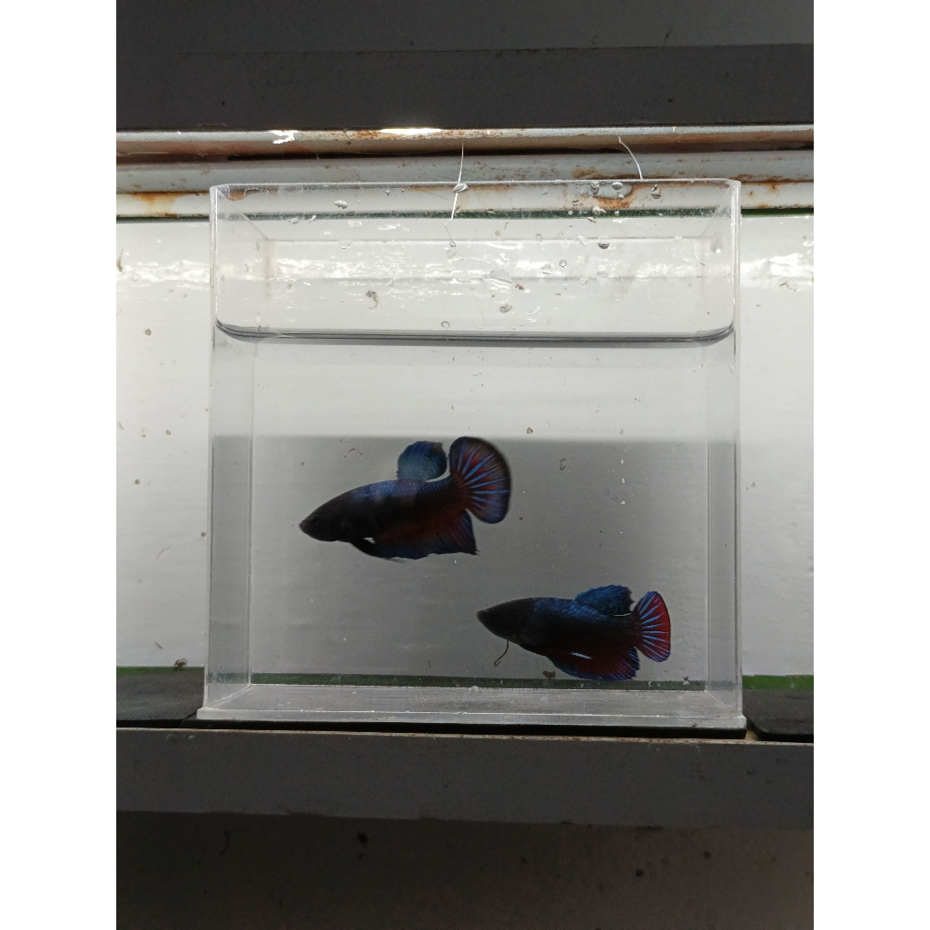 IKAN CUPANG BAGAN