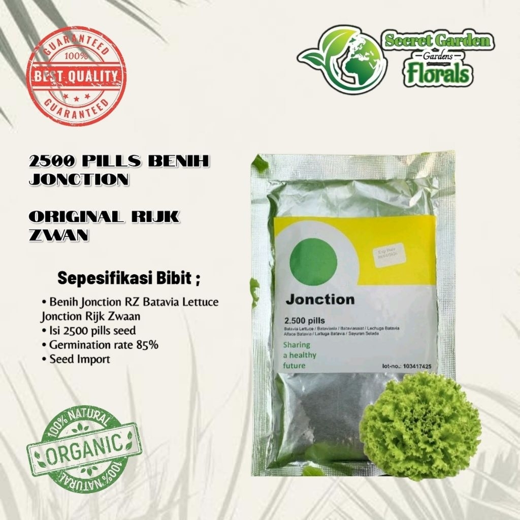 2500 butir benih selada RZ jonction / rz junction / benih bibit selada keriting hijau import belanda