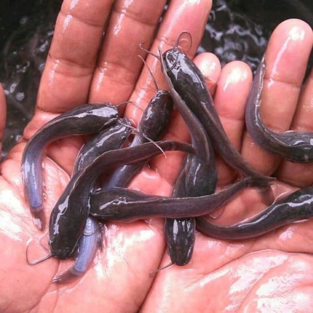 Bibit Ikan Lele Sangkuriang Super Ukuran 5cm - 12cm Benih Lele Hidup Berkualitas Bergaransi