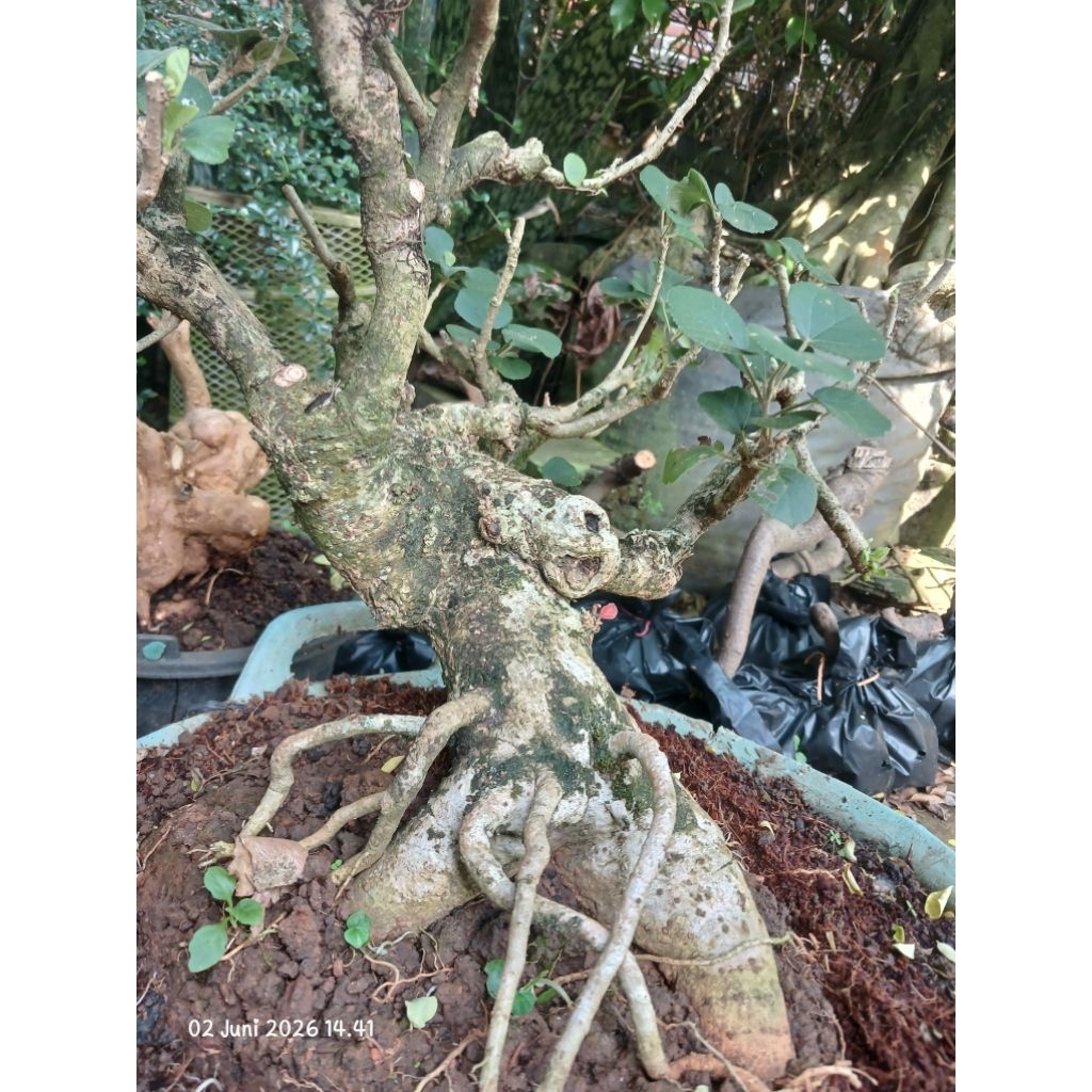 waru jepang bahan bonsai prospek