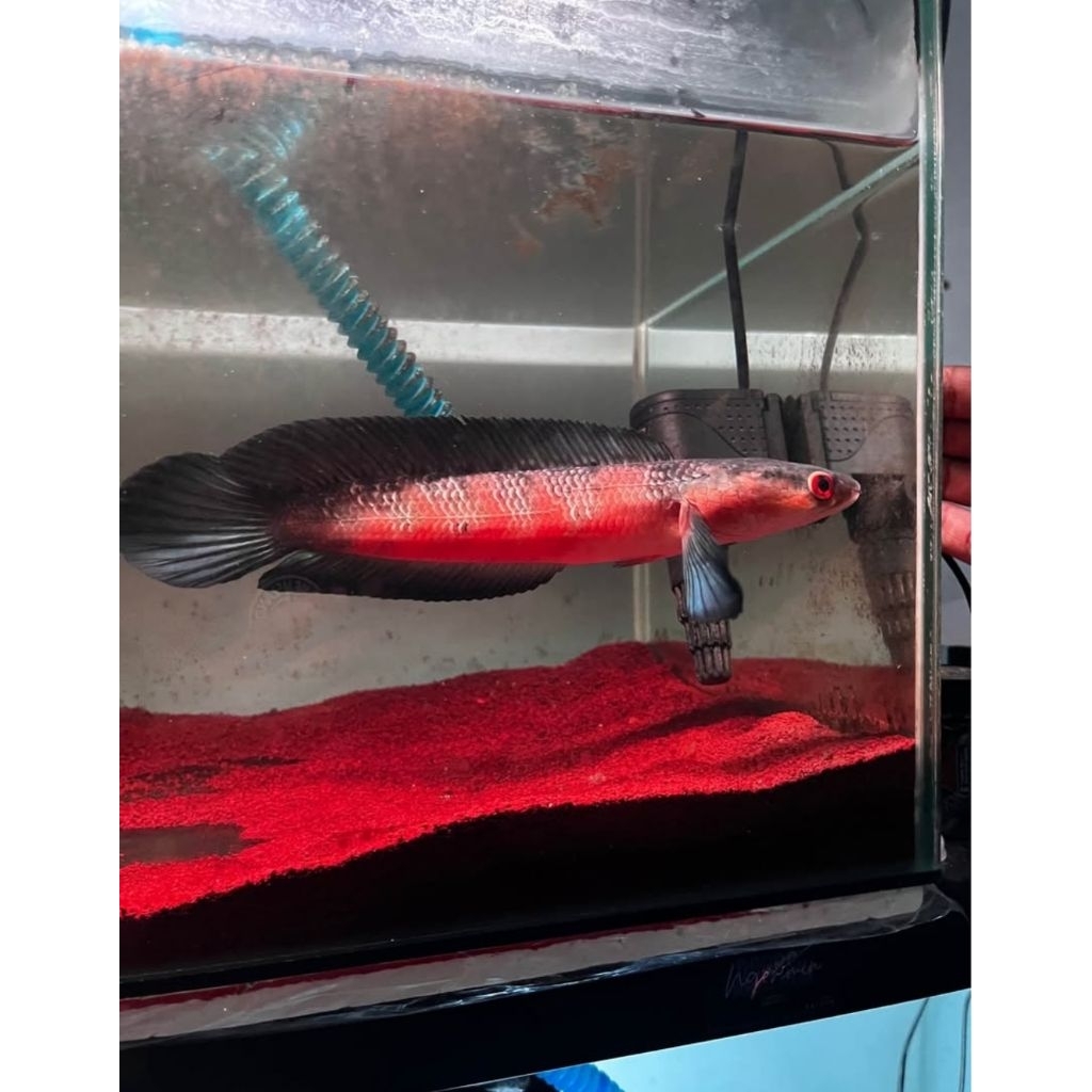 (Air Ketapang) Red Barito simet 20cm 1 liter