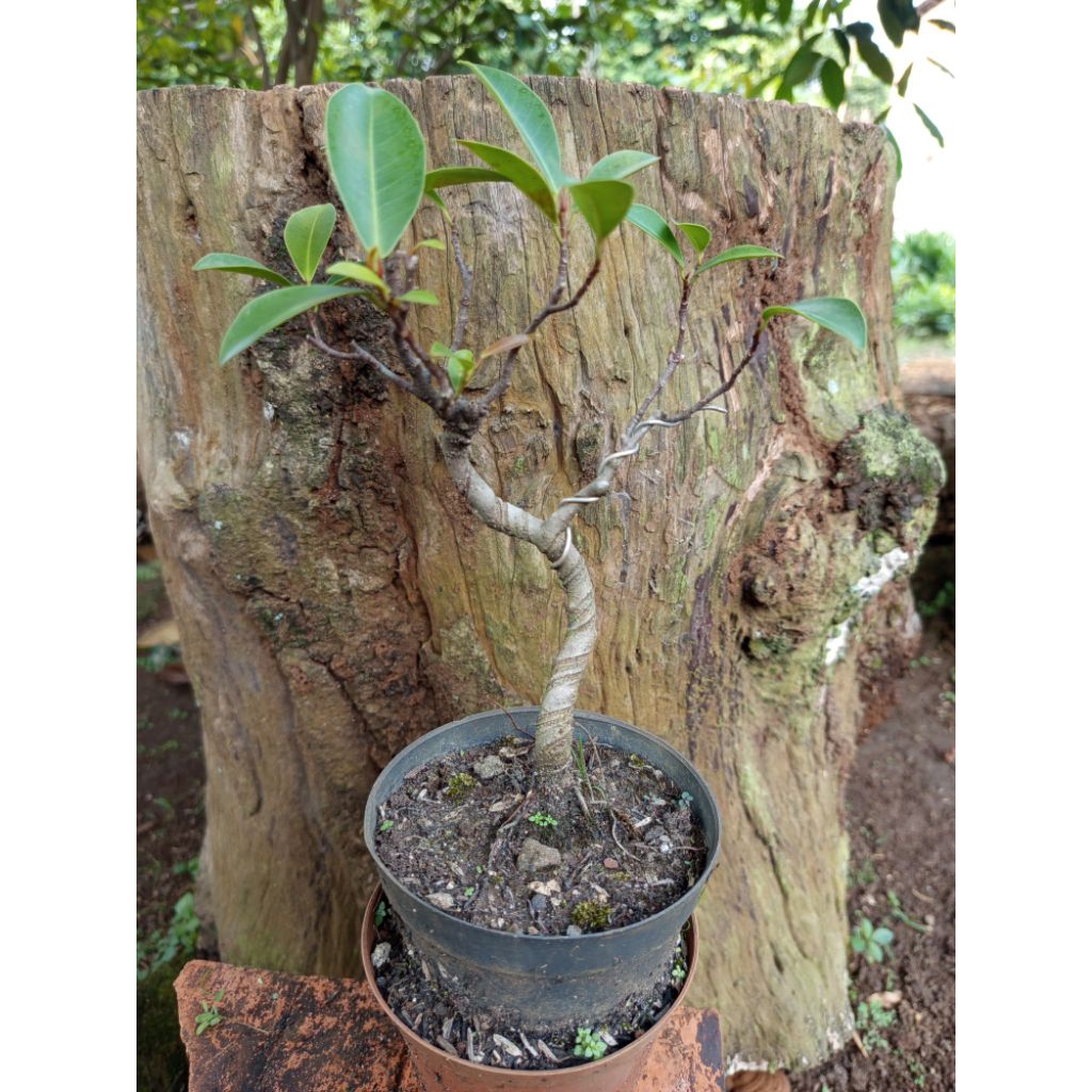 Bahan bonsai beringin iprik