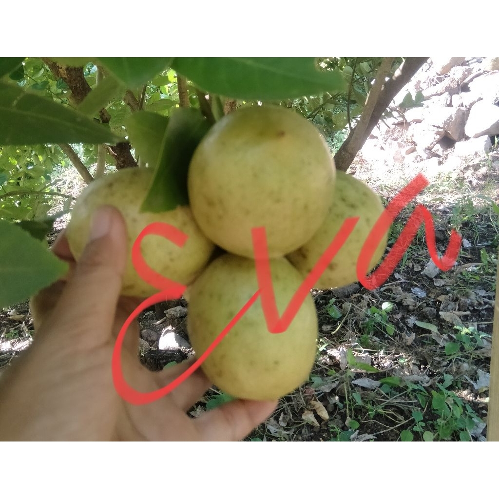 Buah Lemon Fresh 1 kg