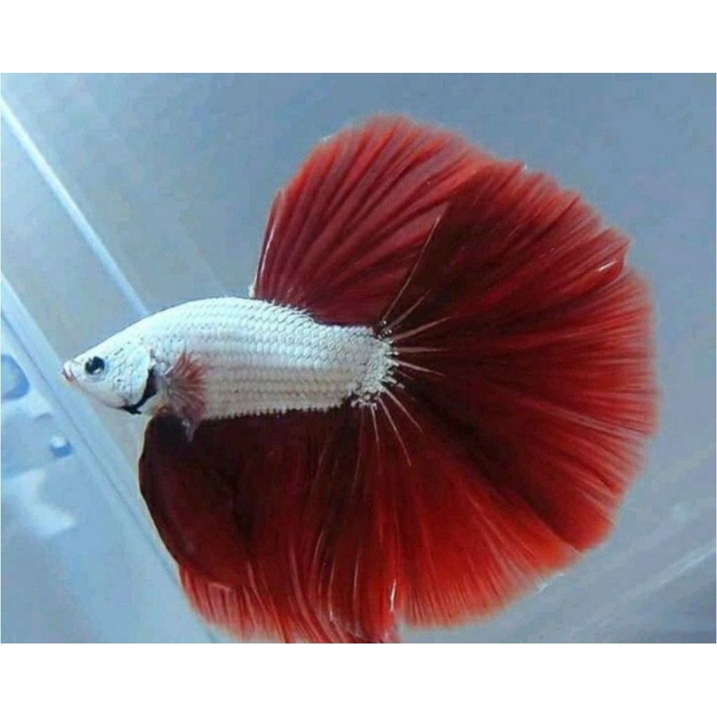cupang halfmoon hias cantik