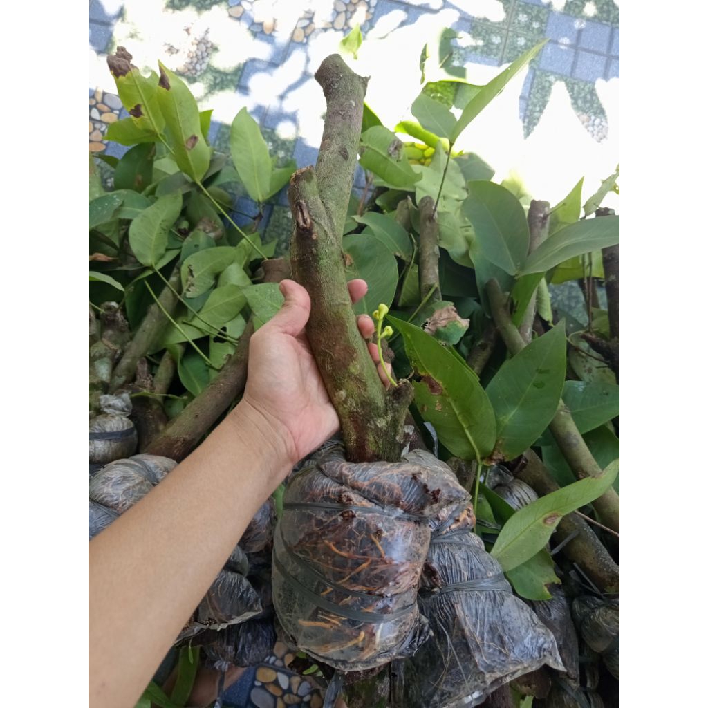 potong cangkok jambu citra jumbo