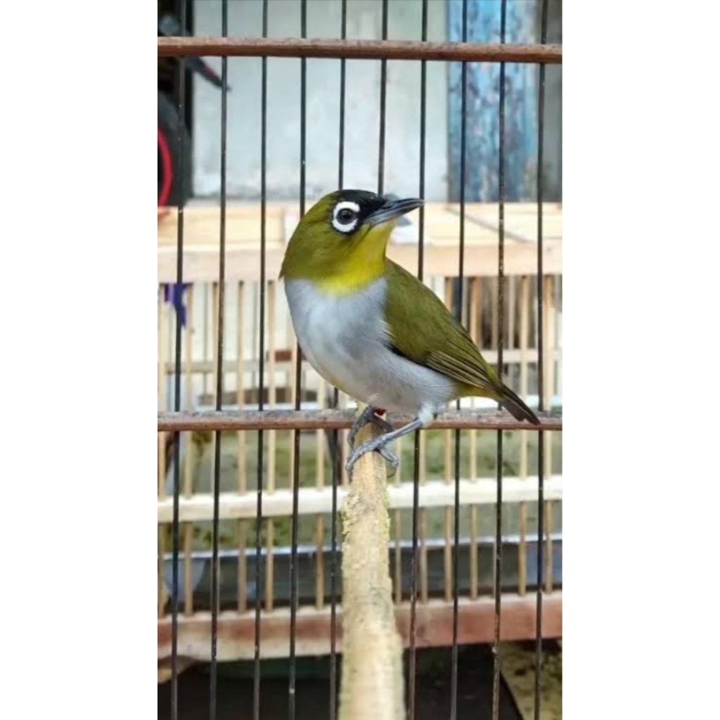 Pleci Bustomi Gacor Rajin Bunyi Sehat Aktif Siap Rawat