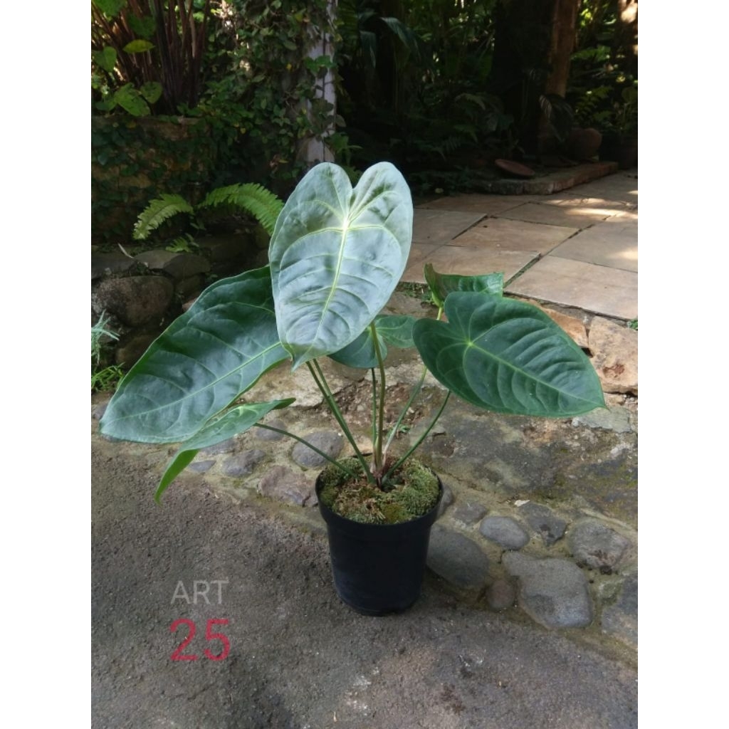 Anthurium Veitchii x Forgetii | Anturium Real Picture