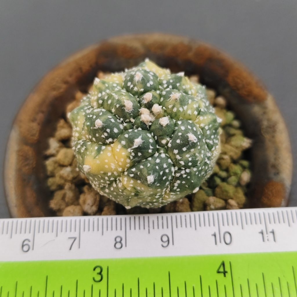 Tanaman Kaktus Astrophytum asterias cv. Kikko variegata