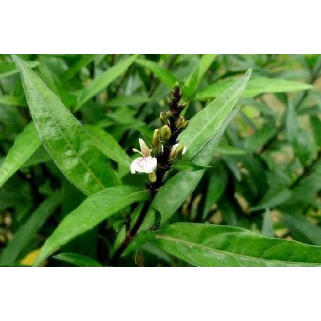 Daun ganda rusa segar 250g