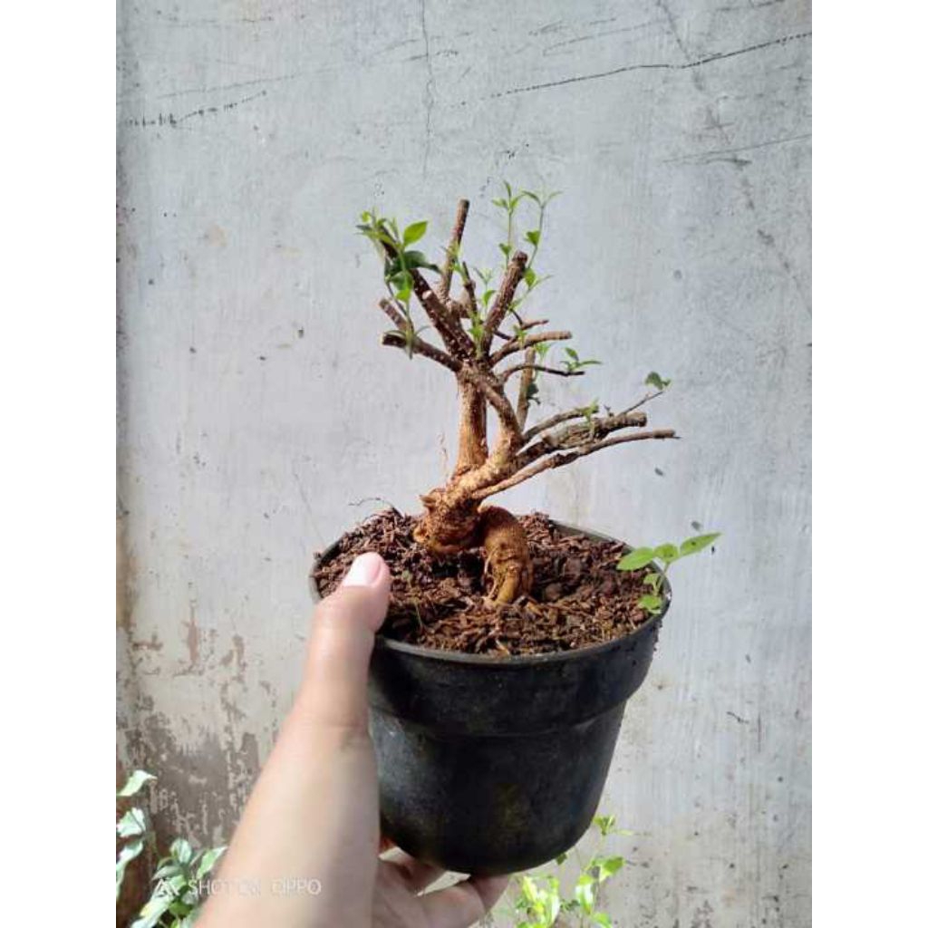 Bahan bonsai sakura mikro bonggol unik