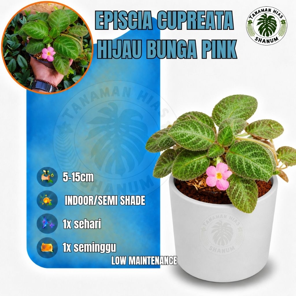 Tanaman hias gantung episcia hijau bunga pink - episcia cupreata / episcia hijau bunga pink / episci