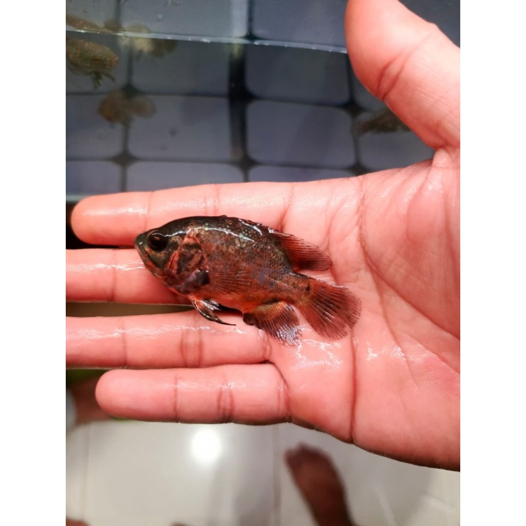 Ikan Oscar Red Copper/ Paris tembaga Size 7 8 9 Ikan Hias Air Tawar Sehat Aktif