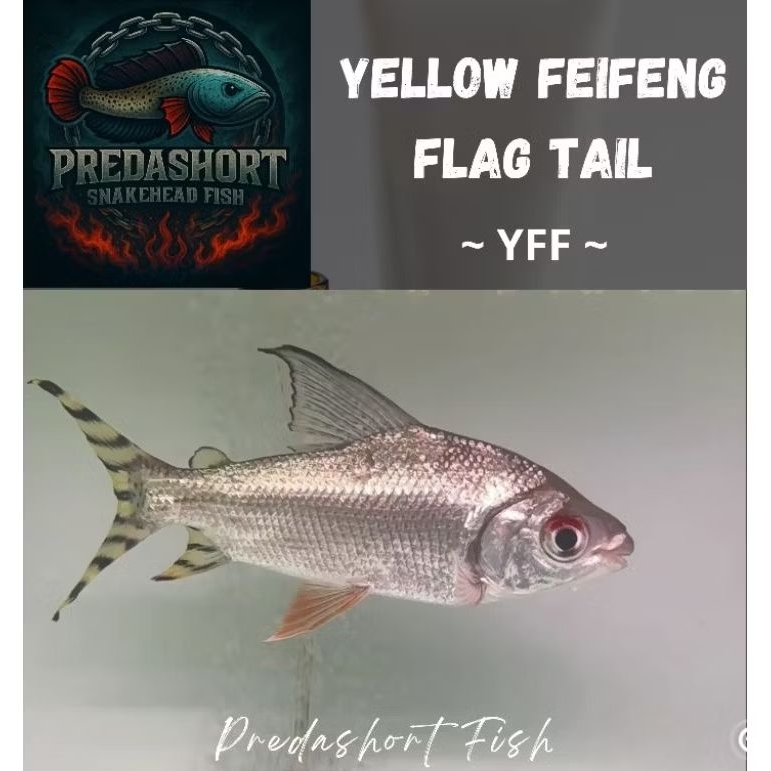ikan hias YFF yellow feifeng Flag tail tankmate
