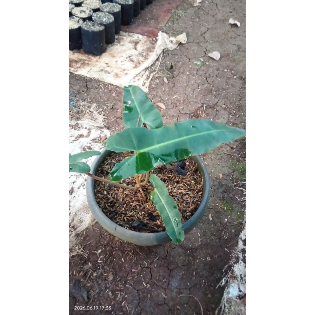 Tanaman Hias Aglonema Kabel Busi Tanaman Aglonema Kabel Busi Tanaman Daun