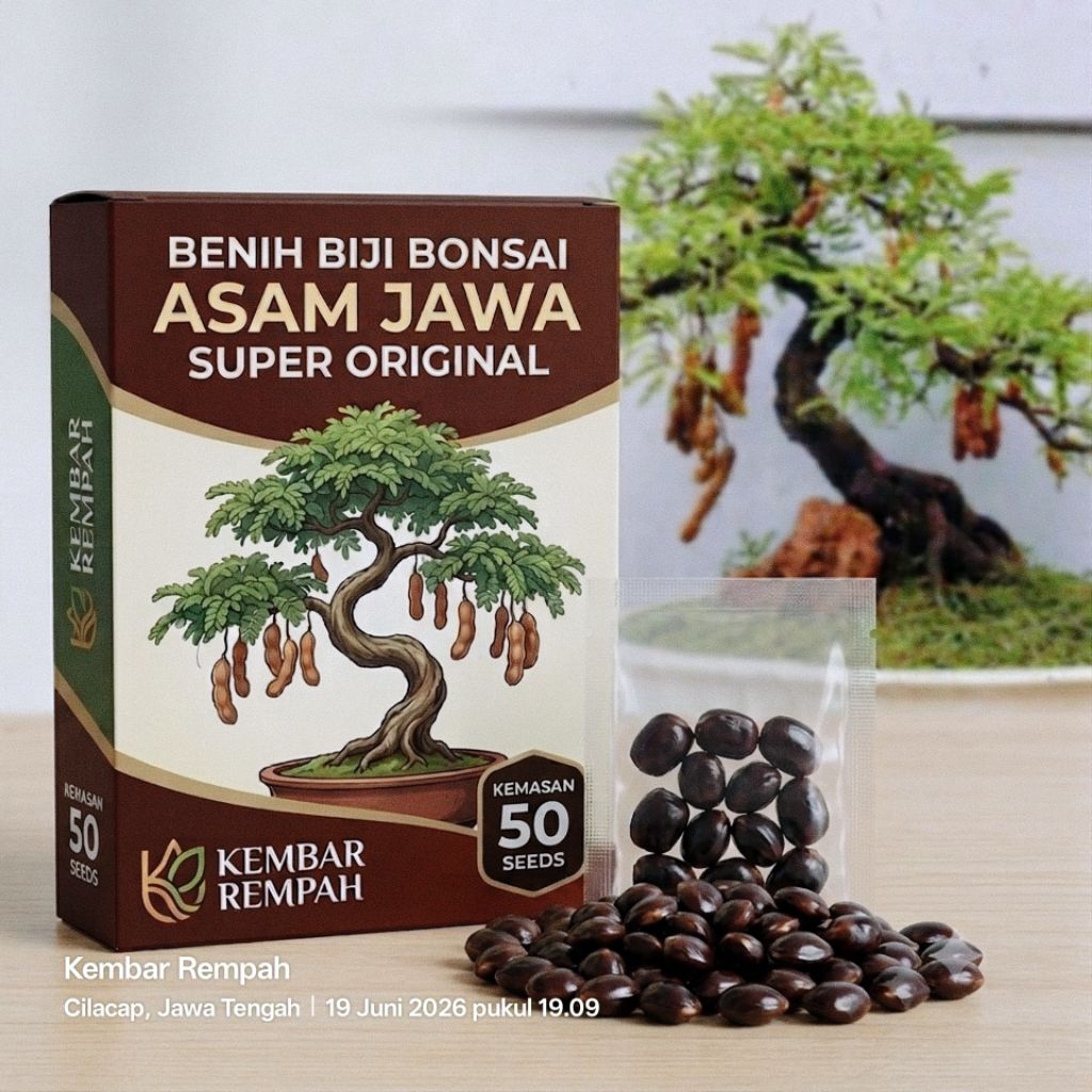 Benih Biji Asem Jawa Bonsai Super Original Kemasan 50 Seeds