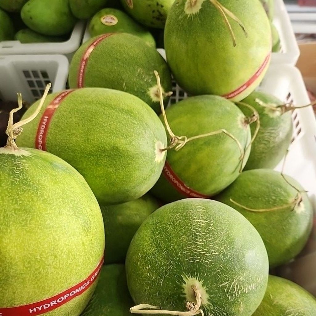 melon golden aroma [siap kirim] 1 biji