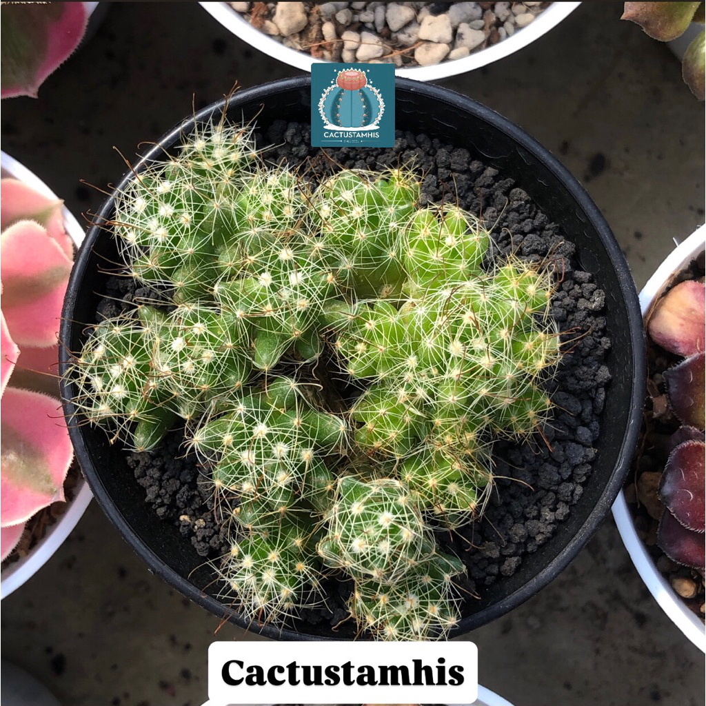 Mammillaria gracilis