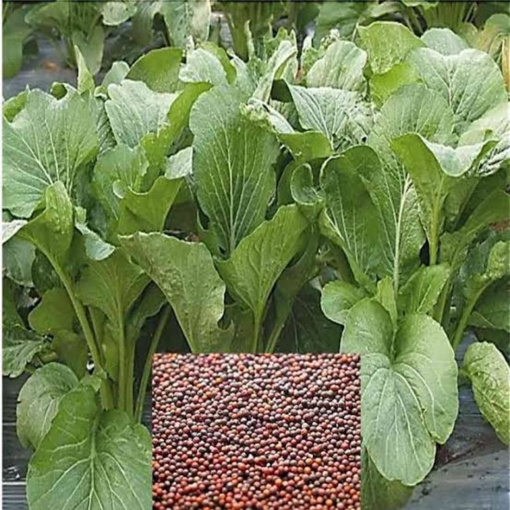 bibit sawi hidroponik