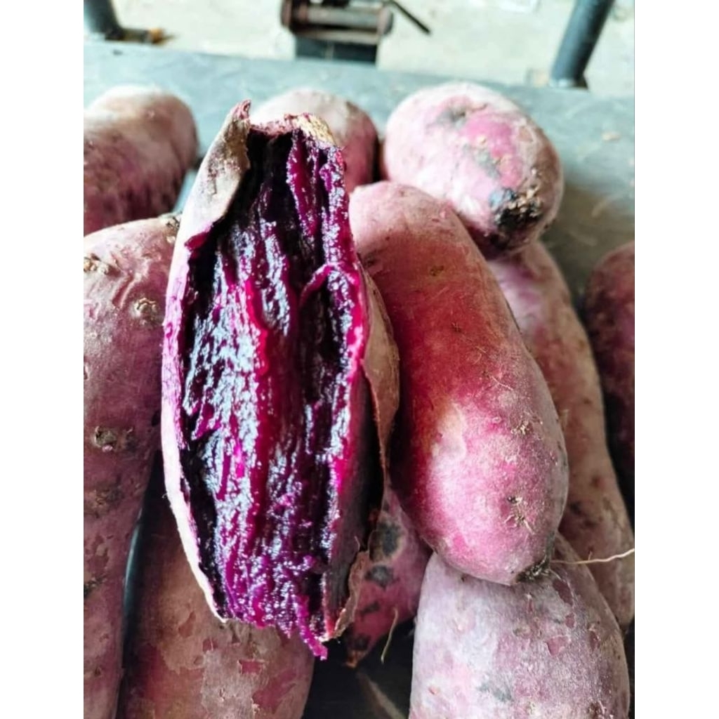UBI UNGU/UBI MURASAKI/MURASAKI GRADE A
