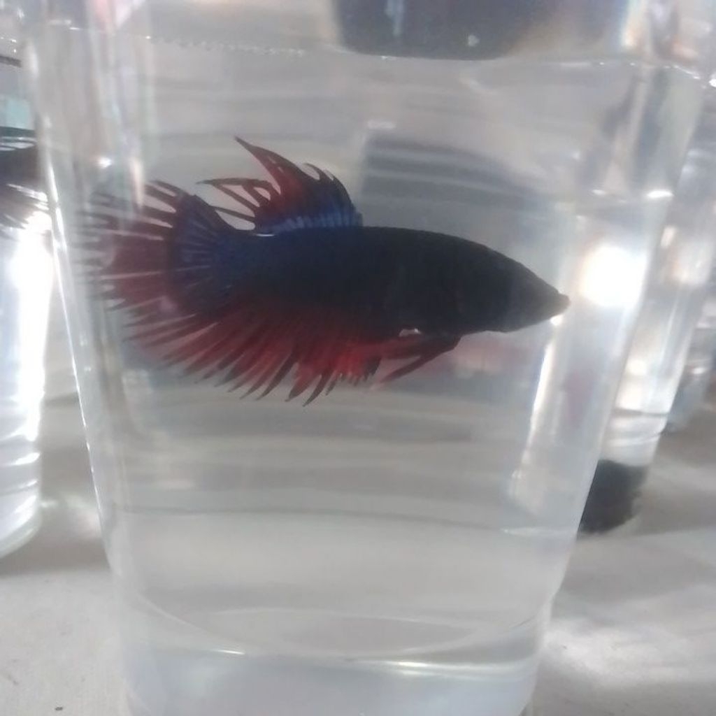 Ikan Guppy HB Blue - Pasangan Hiasan Aquarium Aquascape