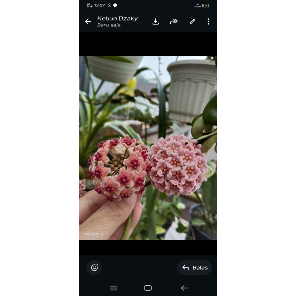 hoya compacta