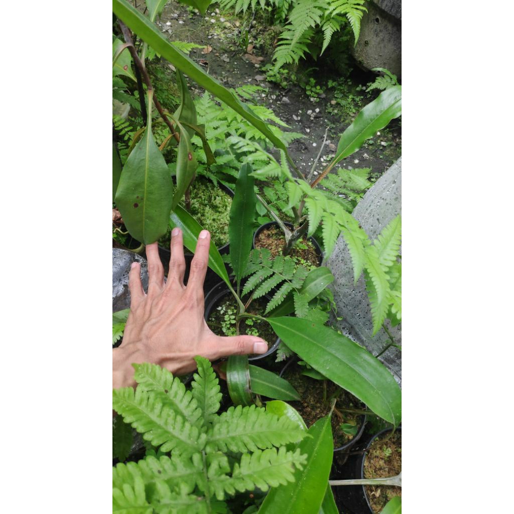 Nepenthes Rafflesiana