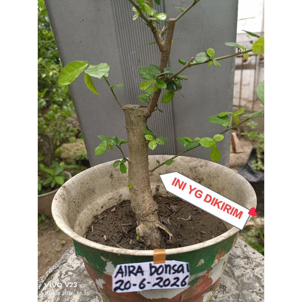 bahan bonsai serut dongkelan hidup